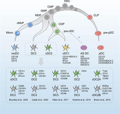 Unraveling the Heterogeneity and Ontogeny of Dendritic Cells Using Single-Cell RNA Sequencing